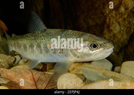 Salmo trutta fario, Bachforelle, Fluss Taugl, Kuchl, Österreich Stockfoto