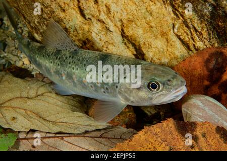 Salmo trutta fario, Bachforelle, Fluss Taugl, Kuchl, Österreich Stockfoto