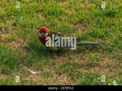 Eastern Rosella auf Rasen Stockfoto