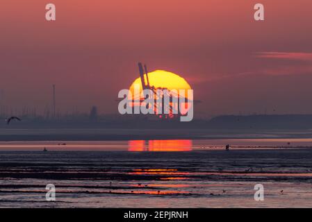 Southend on Sea, Essex, Großbritannien. Februar 2021, 27th. Der warme, sonnige Tag endet mit einem hellen Sonnenuntergang hinter den Palmen und Besuchern entlang der Küste bei Southend on Sea und hinter den DP World London Gateway Hafenkranen in Stanford le Hope an der Themse Mündung. Einige Leute können gesehen werden, wie sie zurück zum Ufer gehen, nachdem sie sich bei Ebbe auf den Gezeitenschlamm gewagt haben Stockfoto