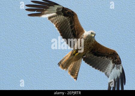 Atemberaubender Red Kite in der Luft, Harewood, West Yorkshire, England, Großbritannien - digitaler Aquarelleffekt. Stockfoto