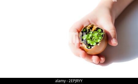 Grüne Sämlinge in einer Eierschale in Kinderhände auf weißem Hintergrund, Copyspace Stockfoto