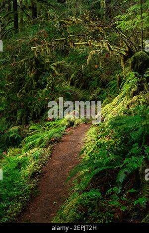 Trestle Creek Falls Trail führt durch einen alten Wald, wo Bäume und Hänge mit Moosen, Farnen und Flechten bedeckt sind; Umpqua National Fo Stockfoto