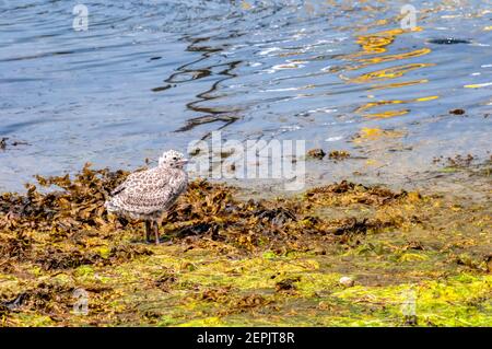 Eine juvenile Heringsmöwe, Larus argentatus, an der Küste im Hafen von Lerwick, Shetland. Stockfoto