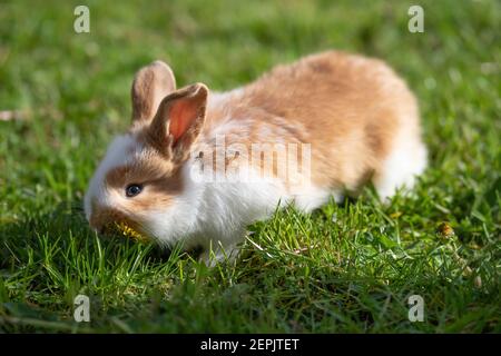 Kleine süße flauschige Baby Kaninchen auf grünem Gras. Braun-weiß osterhase auf Frühlingsrasen entdeckt Leben. Ökologischer Landbau, Tierrechte, zurück zur Natur Stockfoto