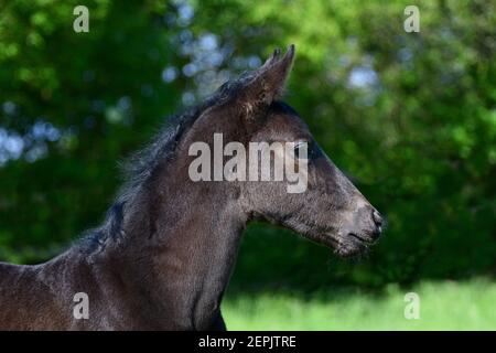 Porträt eines niedlichen jungen schwarzen Warmblutfohlen mit grünem Hintergrund. Stockfoto