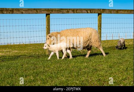 Neugeborenes Shetland Schaf Lamm zum ersten Mal im Feld am sonnigen Frühlingstag mit Mutter Mutterschafe, East Lothian, Schottland, Großbritannien Stockfoto