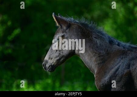 Porträt eines niedlichen jungen schwarzen Warmblutfohlen mit grünem Hintergrund. Stockfoto