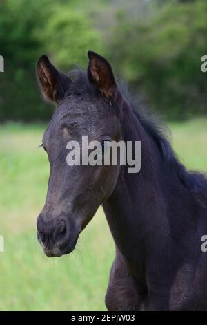 Porträt eines niedlichen jungen schwarzen Warmblutstutfohlens, das auf einer grünen Wiese steht. Stockfoto