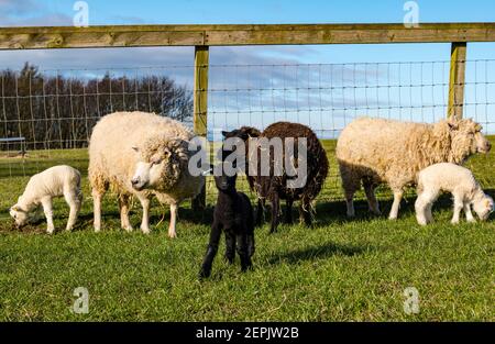 Neugeborene Shetland Schafe Lämmer zum ersten Mal im Feld am Frühlingstag mit Mutterschafen, East Lothian, Schottland, Großbritannien Stockfoto