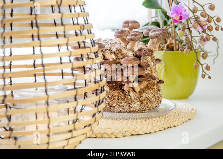 Shiitake Pilze, Lentinula edodes Anbaukit in der Wohnküche auf Fensterbank, Fungikultur. Spaß Hobby Anbau von Lebensmitteln in zu Hause. Stockfoto