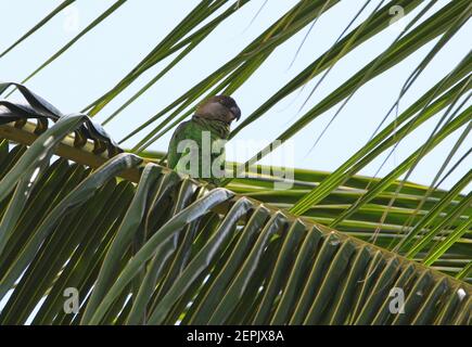 Braunkoaded Papagei (Poicephalus cryptoxanthus) Erwachsene in der Palme Kenia thront November Stockfoto