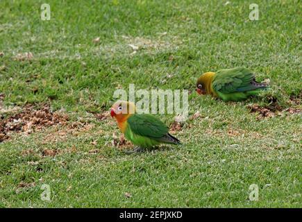 Zwei hybride Fischer's x Gelbhalsvögel (Agapornis fischeri x A. personatus) füttern auf kurzem Gras Lake Naivasha, Kenia Novembe Stockfoto