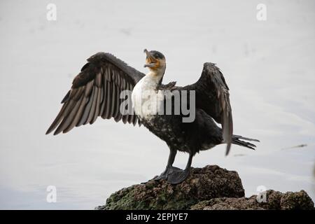 Weißbrustkormoran (Phalacrocorax carbo lucidus) Erwachsener, der auf Felsen steht und mit Flügeln gähnt, breitete den Awassa-See aus, Äthiopien April Stockfoto