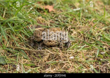 Kröten, die sich auf dem Gras verpaaren, schließen sich in Schottland an Stockfoto