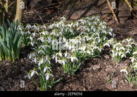 Eine Gruppe von Schneeglöckchen, Galanthus nivalis, blüht im Februar unter Sträuchern. Stockfoto