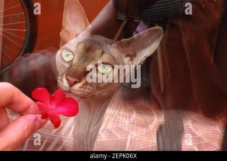 Eine schöne grünäugige Kanadische Sphynx Katze schnüffelt eine rote Blume in der Hand einer Frau. Eine Katze vor dem Fenster. Ein Mädchen gibt der Glatze eine Blume. Stockfoto