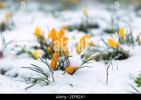 Die ersten Frühlingsblumen, gelbe Krokusse, wuchsen aus dem Schnee. Stockfoto
