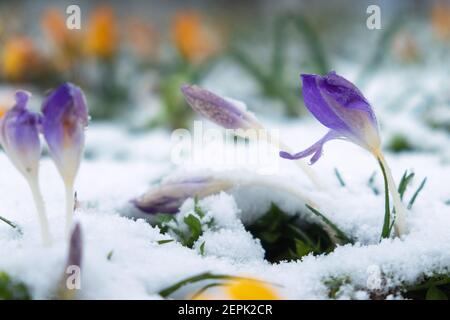 Verschneite Lichtung mit violetten und gelben Krokussen. Der erste Frühling blüht Schneeglöckchen. Stockfoto