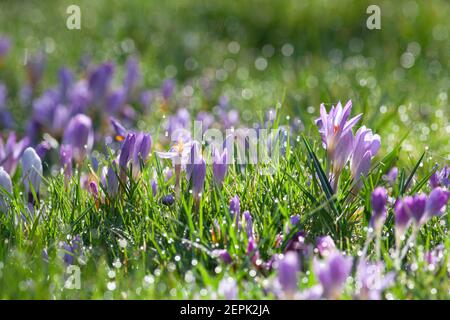 UK Wetter, London, 27. Februar 2021: Lila Krokus blüht auf einem Rasen, mit funkelndem Tau in strahlendem Sonnenschein. Anna Watson/Alamy Live News Stockfoto