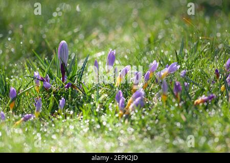 UK Wetter, London, 27. Februar 2021: Lila Krokus blüht auf einem Rasen, mit funkelndem Tau in strahlendem Sonnenschein. Anna Watson/Alamy Live News Stockfoto