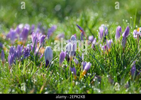 UK Wetter, London, 27. Februar 2021: Lila Krokus blüht auf einem Rasen, mit funkelndem Tau in strahlendem Sonnenschein. Anna Watson/Alamy Live News Stockfoto