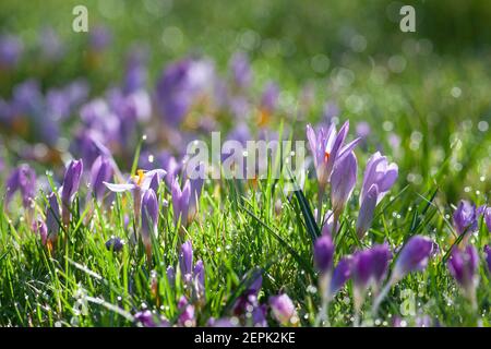 UK Wetter, London, 27. Februar 2021: Lila Krokus blüht auf einem Rasen, mit funkelndem Tau in strahlendem Sonnenschein. Anna Watson/Alamy Live News Stockfoto