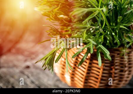 Galium aparine Cleavers, in Korb auf Holztisch. Pflanze wird in ayurveda und der traditionellen Medizin für poultice verwendet. Griff Gras Pflanze Stiele close-up Stockfoto