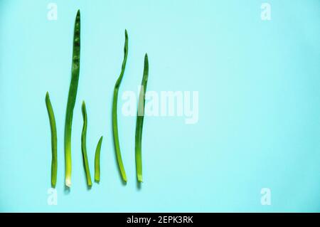 Minimalismus, grüne junge Zwiebel liegt auf einem papierblauen Hintergrund Stockfoto