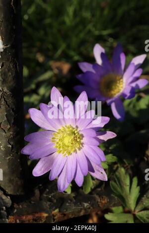 Anemone blanda Grecian Windflower – niedrig wachsende, Gänseblümchen-ähnliche Fliederblumen mit farnem Laub, Februar, England, Großbritannien Stockfoto