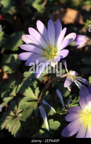 Anemone blanda Grecian Windflower – niedrig wachsende, Gänseblümchen-ähnliche Fliederblumen mit farnem Laub, Februar, England, Großbritannien Stockfoto