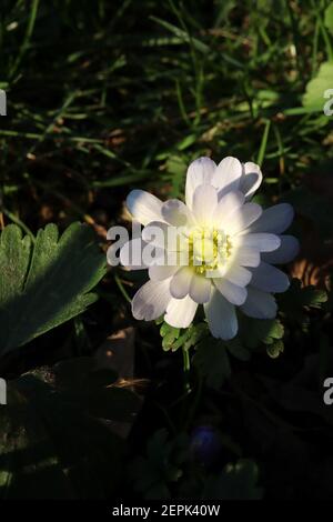 Anemone blanda Grecian Windflower – niedrig wachsende, Gänseblümchen-ähnliche, doppelte weiße Blüten mit farnigen Blättern, Februar, England, Großbritannien Stockfoto