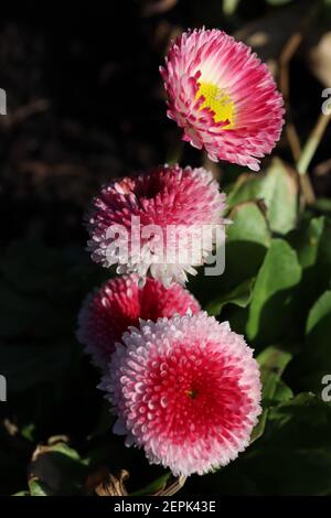 Bellis perennis pomponette ‘Bellissima Rose Bicolor’ Bellis bicolor – rosafarbene und weiße runde Blüten mit dicht gefrästen Blütenblättern, Februar, England, Großbritannien Stockfoto