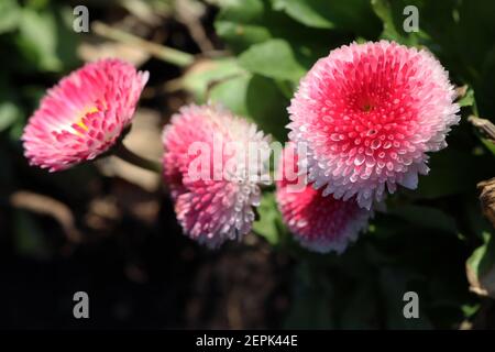 Bellis perennis pomponette ‘Bellissima Rose Bicolor’ Bellis bicolor – rosafarbene und weiße runde Blüten mit dicht gefrästen Blütenblättern, Februar, England, Großbritannien Stockfoto