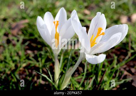 Crocus vernus ‘Jeanne d’Arc’ Crocus Joan of Arc – große, reinweiße, schalenförmige Blume, Februar, England, Großbritannien Stockfoto