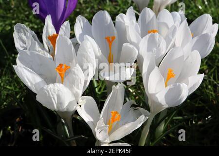 Crocus vernus ‘Jeanne d’Arc’ Crocus Joan of Arc – große, reinweiße, schalenförmige Blume, Februar, England, Großbritannien Stockfoto