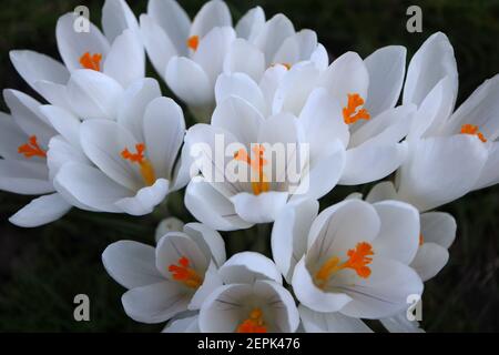 Crocus vernus ‘Jeanne d’Arc’ Crocus Joan of Arc – große, reinweiße, schalenförmige Blume, Februar, England, Großbritannien Stockfoto