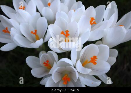 Crocus vernus ‘Jeanne d’Arc’ Crocus Joan of Arc – große, reinweiße, schalenförmige Blume, Februar, England, Großbritannien Stockfoto
