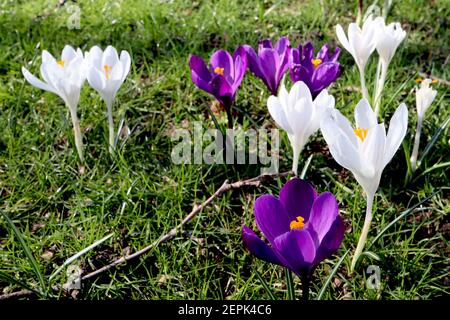 Crocus vernus ‘Jeanne DARC’ und Crocus vernus ‘Flower Record’ weiße Krokusse und dunkelviolette Krokus, Februar, England, Großbritannien Stockfoto