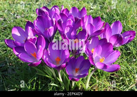 Crocus vernus ‘Flower Record’ Crocus Flower Record – große, leuchtend tiefviolette Blüten mit dunkelvioletten und weißen Stielen, Februar, England, Großbritannien Stockfoto