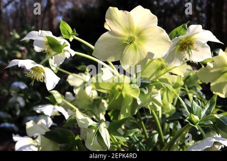 Helleborus Niger Christmas Rose Hardington Hybrids, Hellebore niger – Gruppe von weißen, flachgesichtigen Blüten, Februar, England, Großbritannien Stockfoto