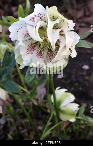 Helleborus x hybridus Harwington Double White gesprenkelt Hellebore Double White gesprenkelt – doppelte weiße Blüten mit violetten Sommersprossen, blassgrünen Reflexen, Stockfoto