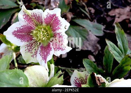 Helleborus x hybridus ‘White Lady Spotted’ Hellebore White Lady Spotted – weiße Blüten mit violettem Fleck, Februar, England, Großbritannien Stockfoto