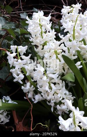 Hyacinthus orientalis ‘White Pearl‘ Hyazinth White Pearl – weiße Hyazinthe und grüne Blätter, Februar, England, Großbritannien Stockfoto