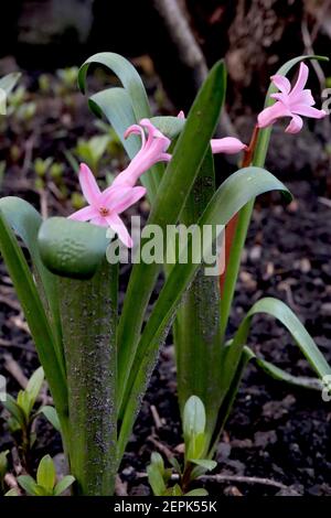 Hyacinthus orientalis var. albulus Roman Hyazinth – spärliche rosa Blüten an roten Stielen, Februar, England, Großbritannien Stockfoto