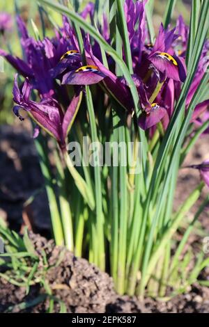 Iris reticulata ‘Purple Hill‘ - dunkelviolette purpurne Zwergiris mit dunkelblauen Sommersprossen und gelben Rippen Februar, England, UK Stockfoto