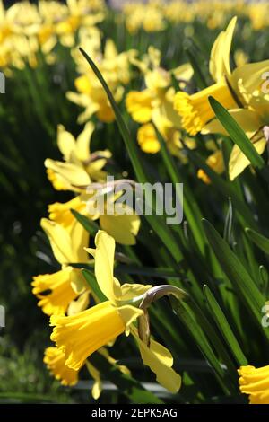 Narcissus ‘February Gold’ / Daffodil February Gold Division 6 Cyclamineus Daffodils gelbe Narzissen mit Rüschenbechern, Februar, England, UK Stockfoto