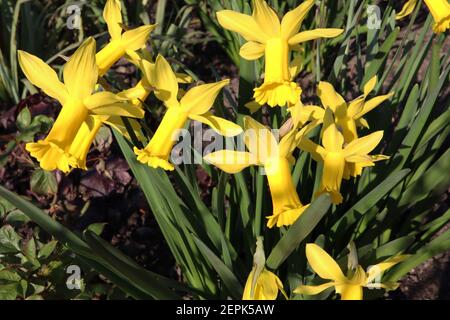 Narcissus ‘February Gold’ / Daffodil February Gold Division 6 Cyclamineus Daffodils gelbe Narzissen mit Rüschenbechern, Februar, England, UK Stockfoto