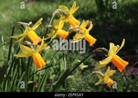 Narcissus ‘Jetfire’ / Daffodil Jetfire Division 6 Cyclamineus Daffodils Miniatur-gelbe Narzissen mit orangefarbenen Trompeten, Februar, England, UK Stockfoto