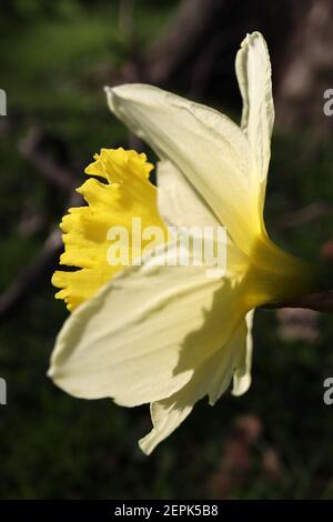 Narcissus ‘Ice Follies’ Division 2 großschalige Narzissen-Narzissen mit zitronengelben Blütenblättern und goldgelber Trompete, Februar, England, Großbritannien Stockfoto